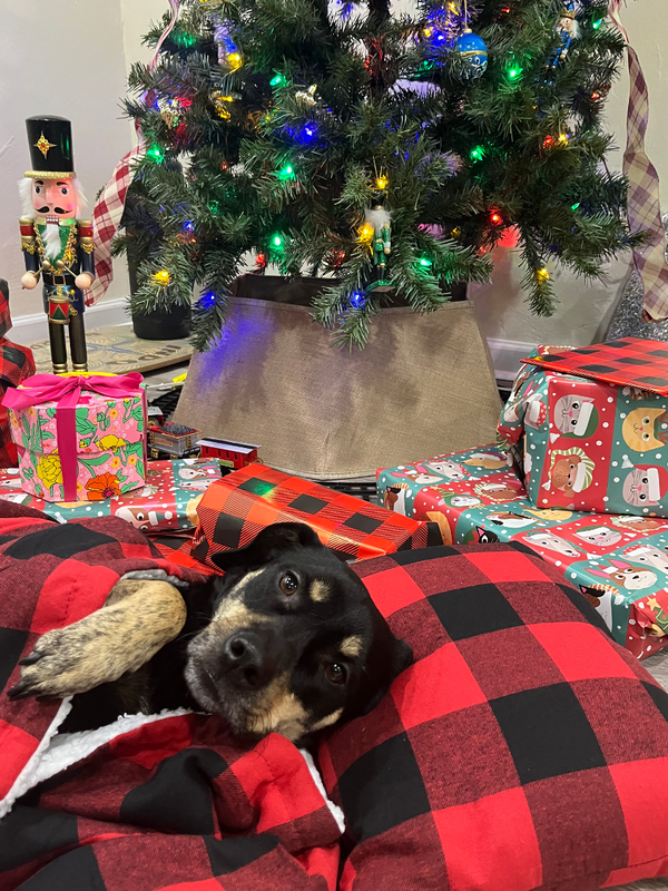 Dog under a red and black checkered blanket with a Christmas tree and presents in the background