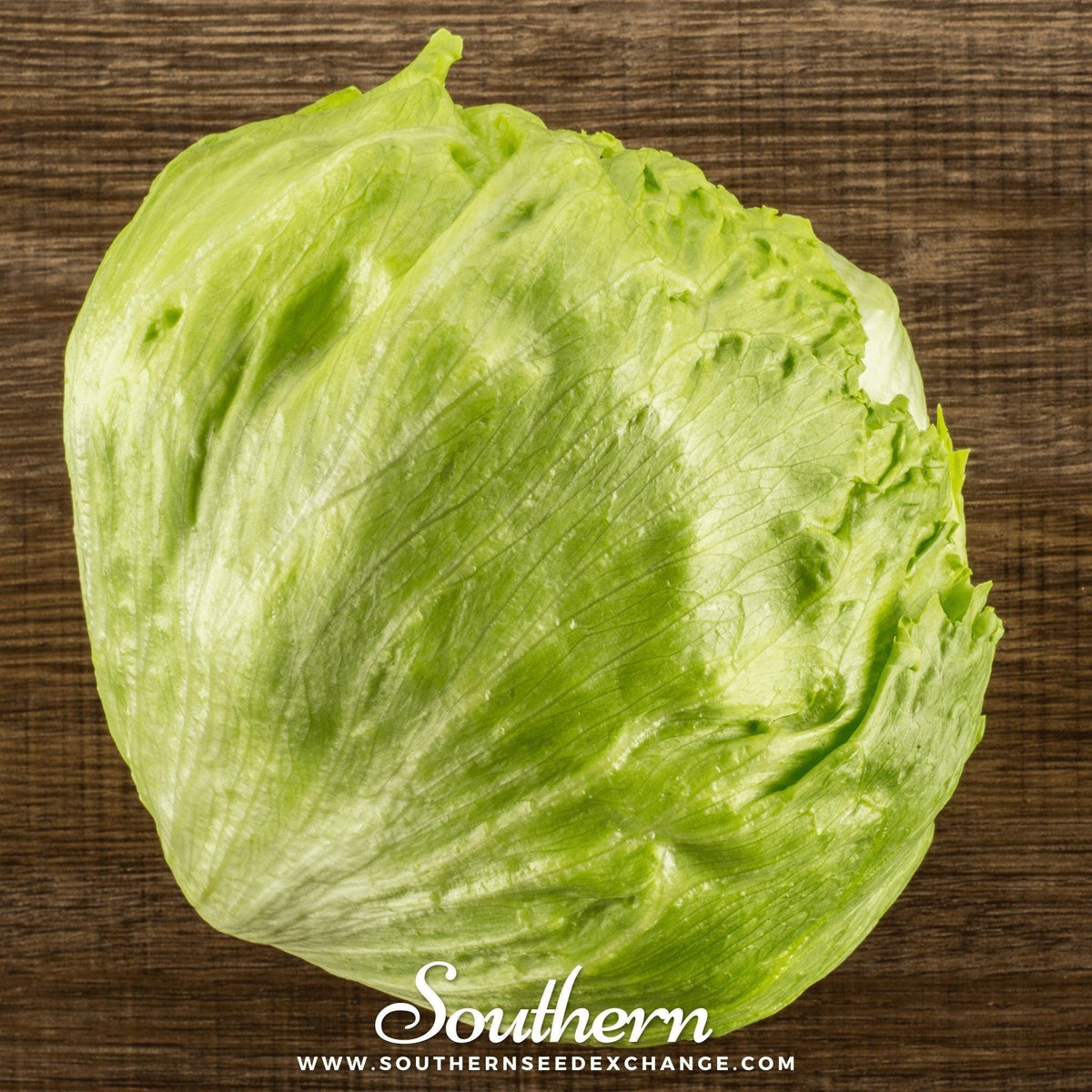 Iceberg Lettuce – 500 Seeds
