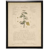 Night Shade Botanical Study Print in Black Beaded Frame