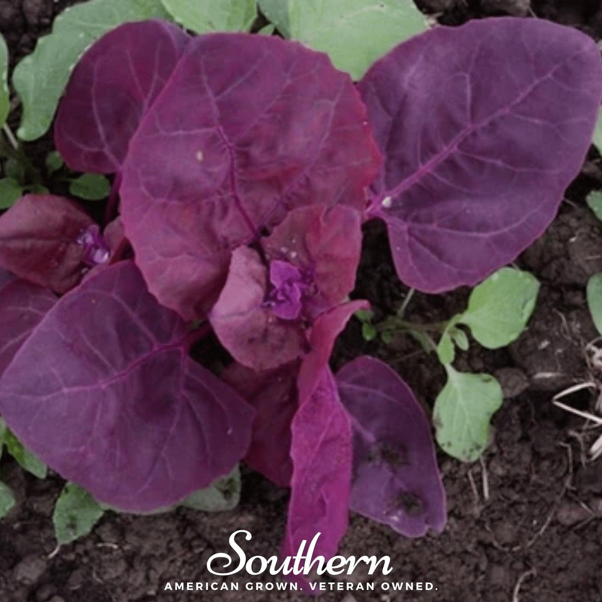 Red Plume Orach – 25 Seeds
