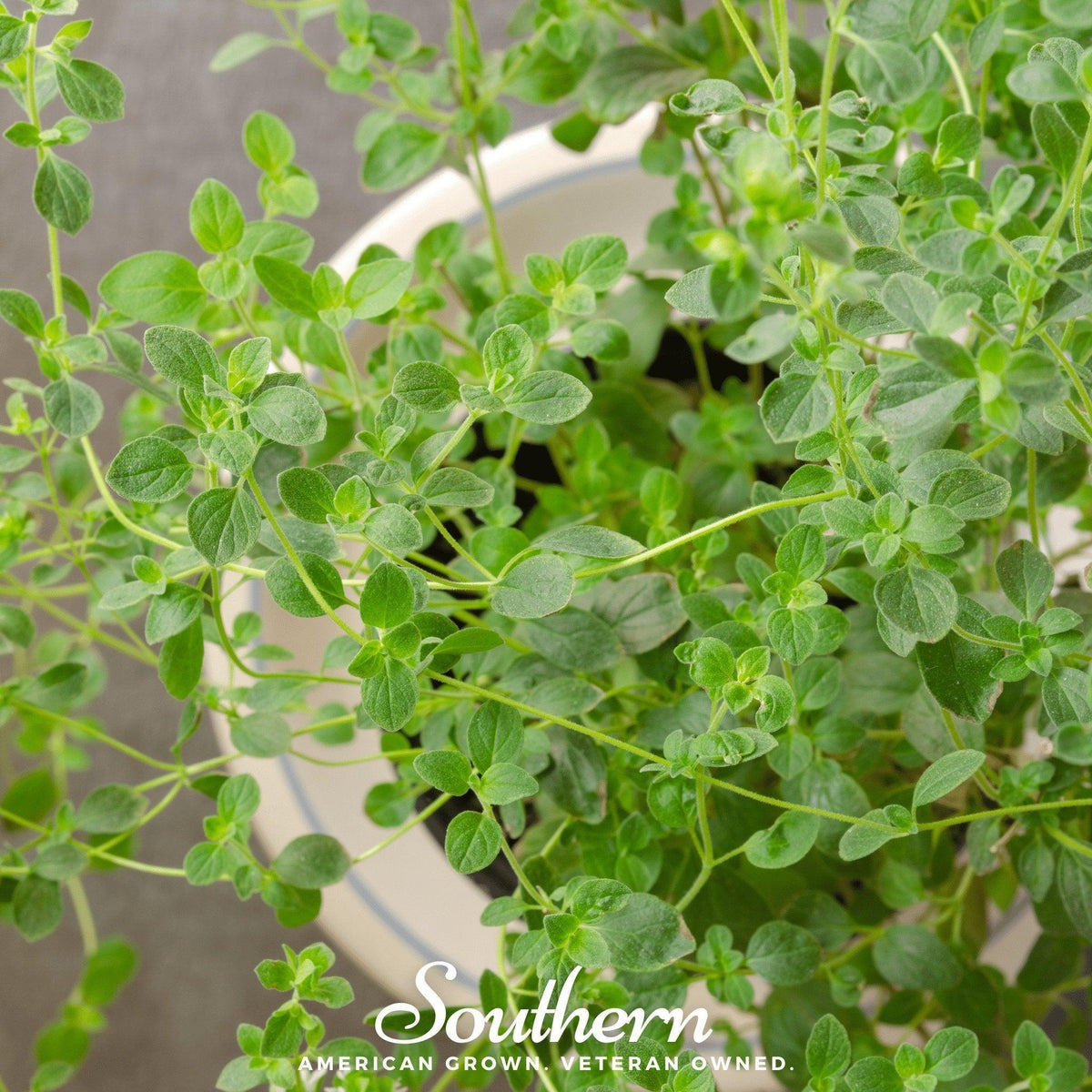 Italian Oregano – 200 Seeds