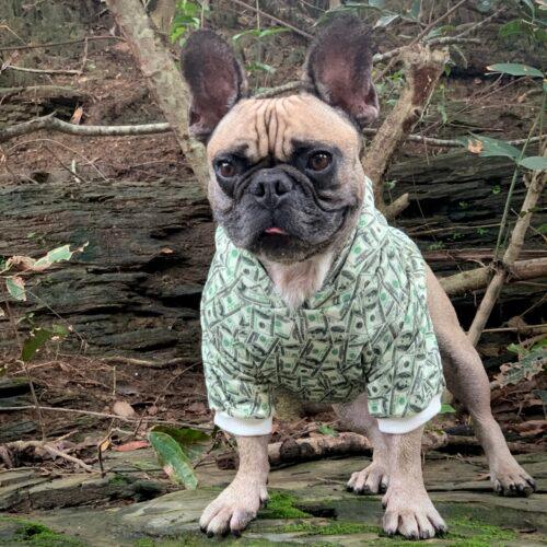 Money Print Dog Hoodie