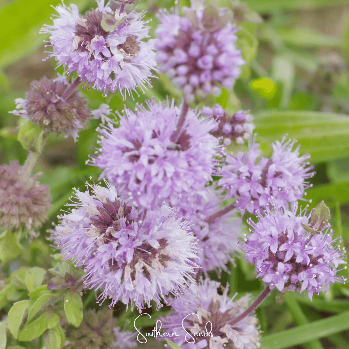 Pennyroyal – 100 Seeds