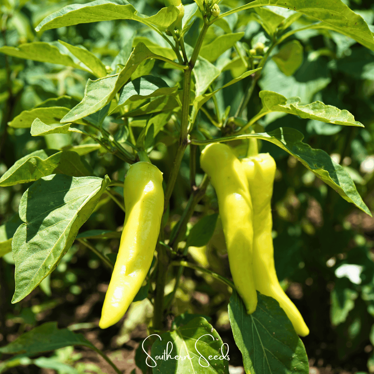 Sweet Banana Pepper – 25 Seeds