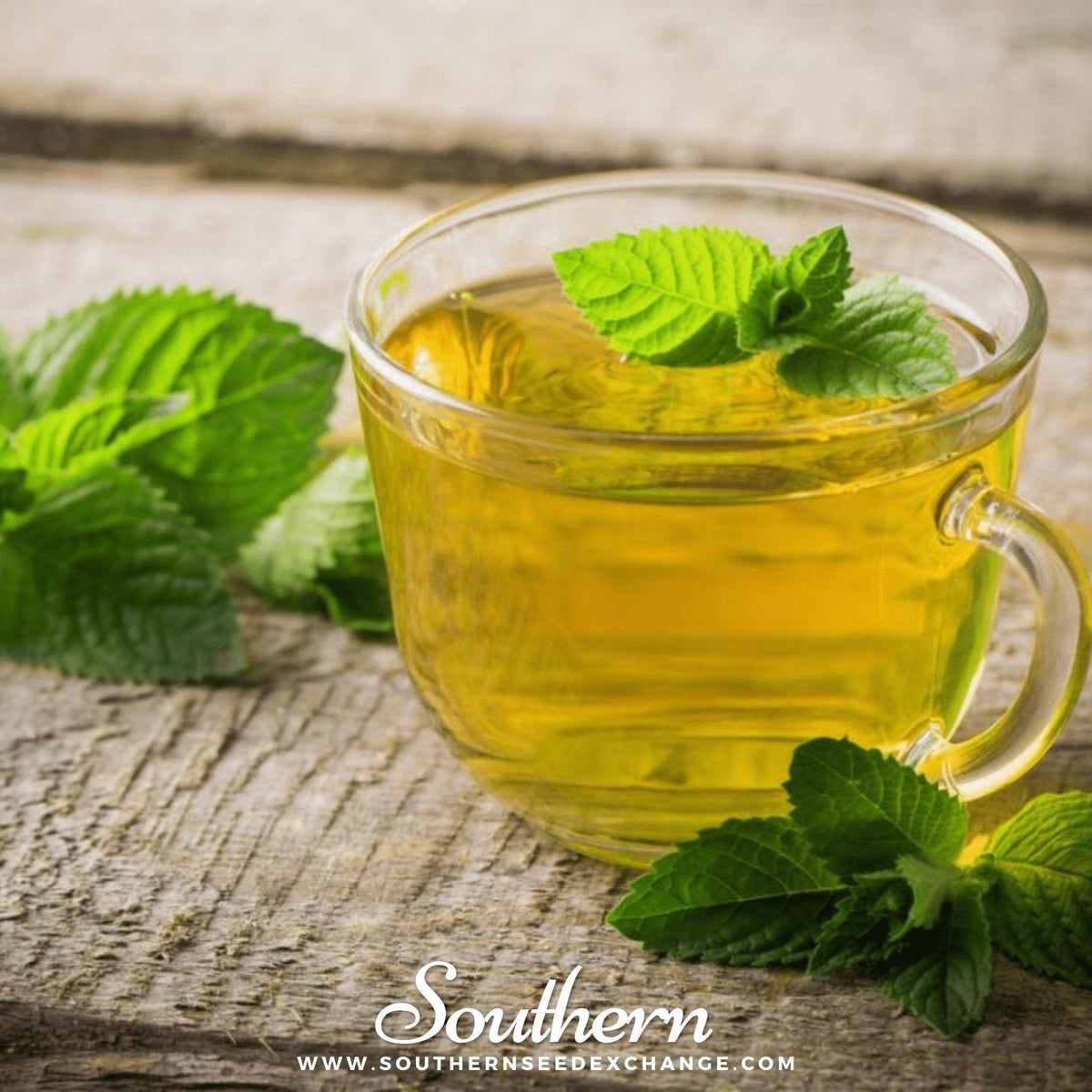 Peppermint – 100 Seeds