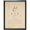 Periwinkle Flower Vintage Botanical Study Print in Black Beaded Frame