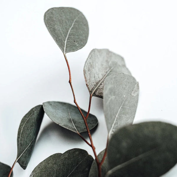 Natural Eucalyptus Black Marquina Candle 17oz - Gifts for You 'n Me