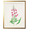 Pink Flowers Vintage Bookplate Reproduction Botanical Print in Gold Shadowbox Frame