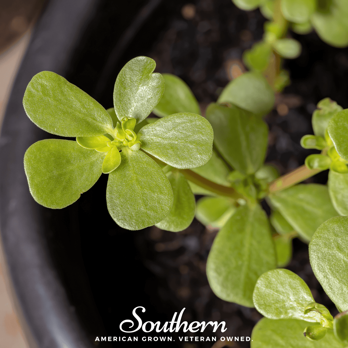 Purslane – 100 Seeds
