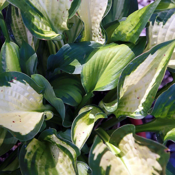 Paul's Glory Hosta
