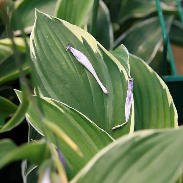 Francee Hosta
