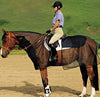 Cashel Quiet-Ride Bug Armor for Horses - 2 Piece Riding Fly & Insect Protection Set - Black