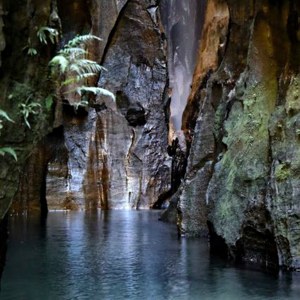 Rainforest