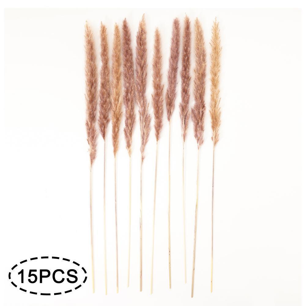 Real Dried Grass Reed Flower Natural Dry Small Bulrush Bouquet Pampas Reeds Home Decoration Wedding Decor Pompass Grass Branches for Vase Artificial Grass Room Décor Wedding Decorations