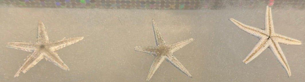 Red, White, & Blue Flat Starfish
