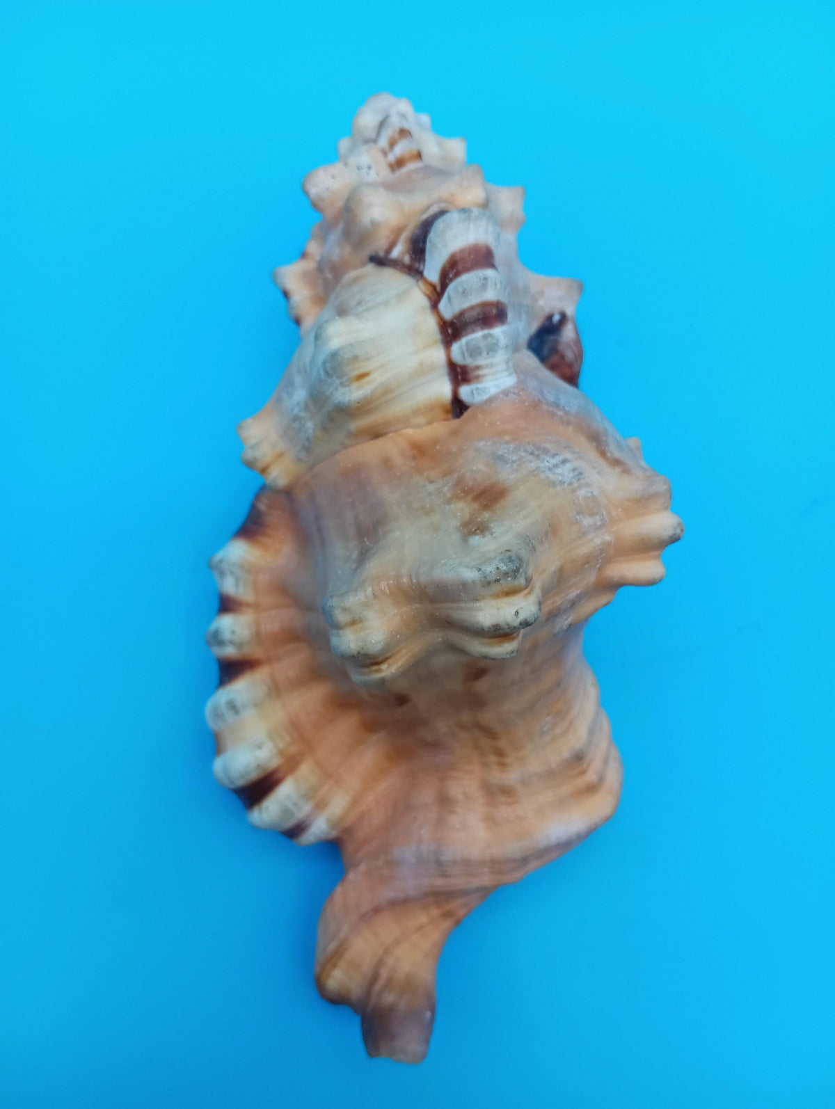Perry Triton Conch Shell (Cymatium perryi)