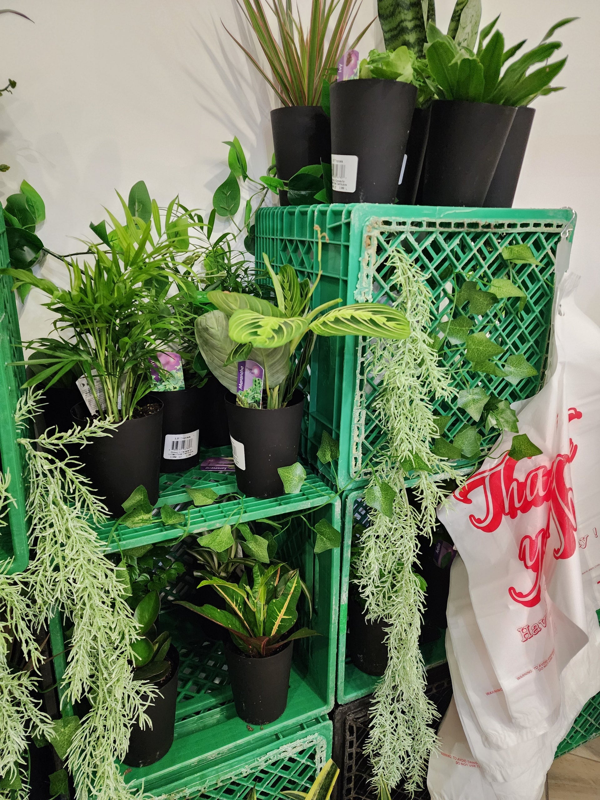 Plant Bar Plantita & Co. Bloom Bar & Studio