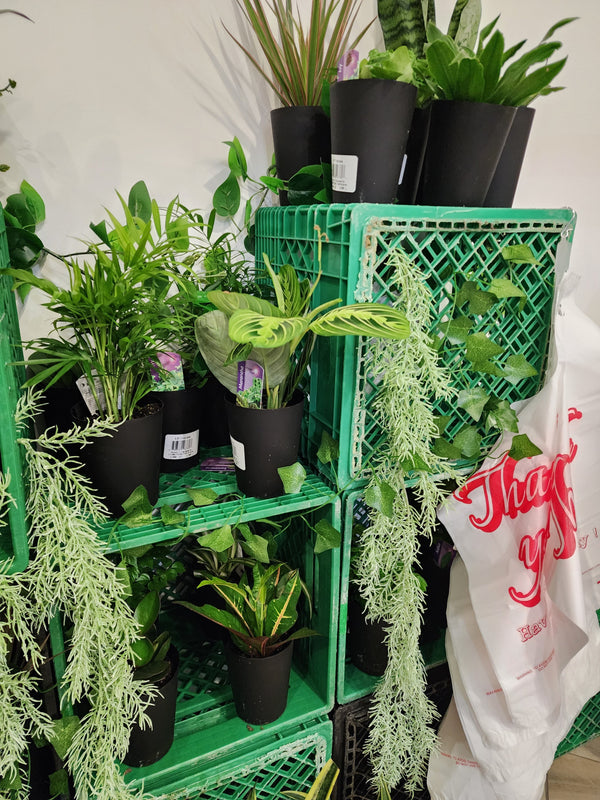 Plant Bar Plantita & Co. Bloom Bar & Studio