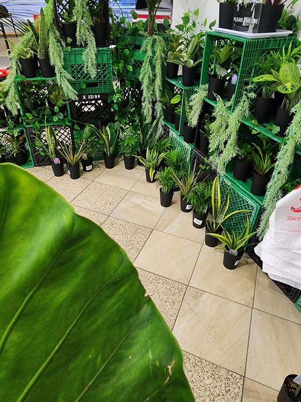 Plant Bar Plantita & Co. Bloom Bar & Studio