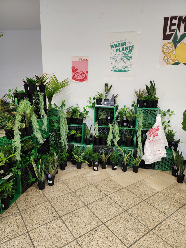 Plant Bar Plantita & Co. Bloom Bar & Studio