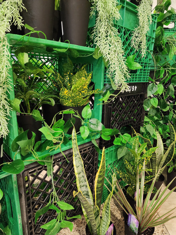 Plant Bar Plantita & Co. Bloom Bar & Studio