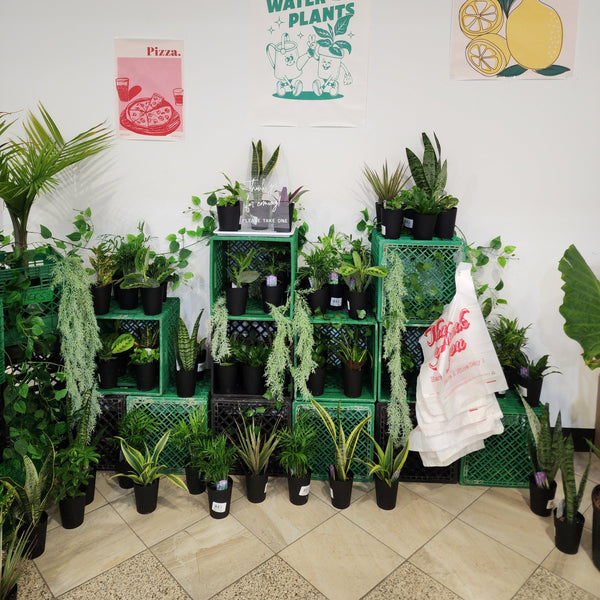 Plant Bar Plantita & Co. Bloom Bar & Studio