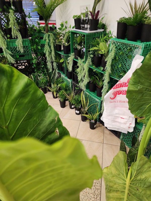 Plant Bar Plantita & Co. Bloom Bar & Studio