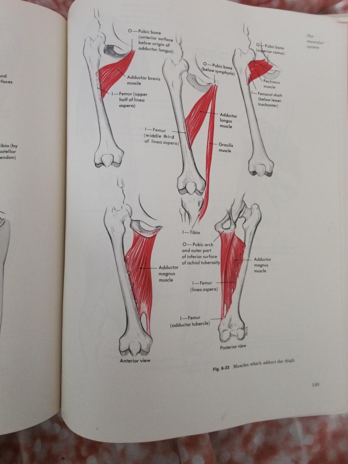Textbook of Anatomy and Physiology 8th Edition 1971 Anthony and Kolthoff