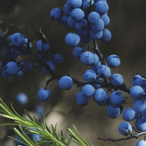 Ripe Juniper Stone Face Candle 27oz - Gifts for You 'n Me