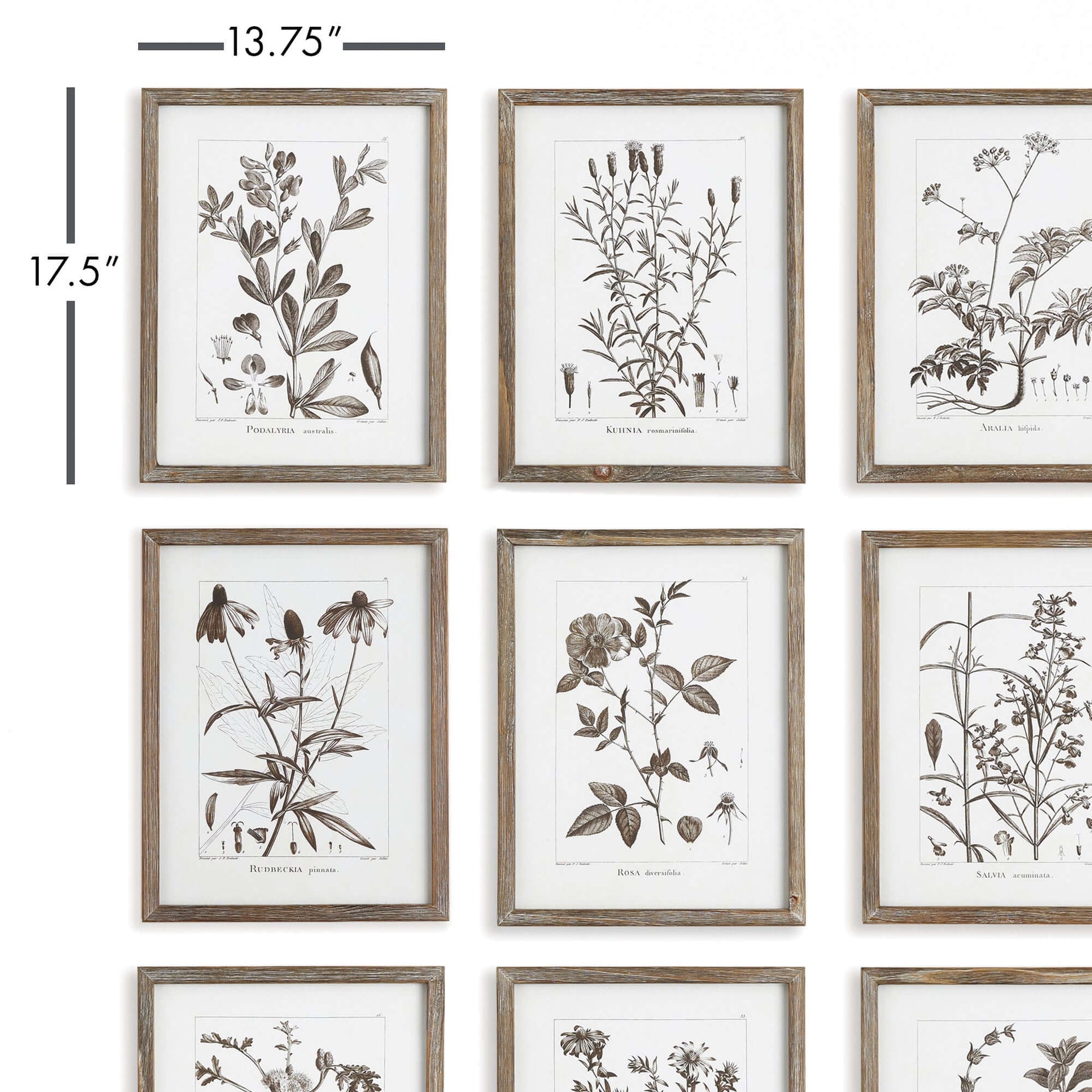 Rustic Botanical Sepia Wall Art Prints (Set of 9)