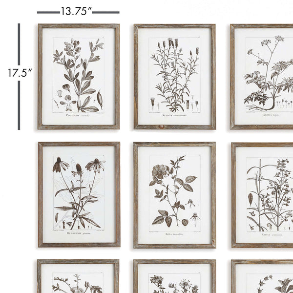 Rustic Botanical Sepia Wall Art Prints (Set of 9)