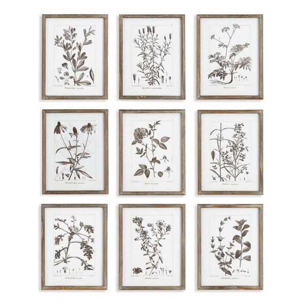 Rustic Botanical Sepia Wall Art Prints (Set of 9)