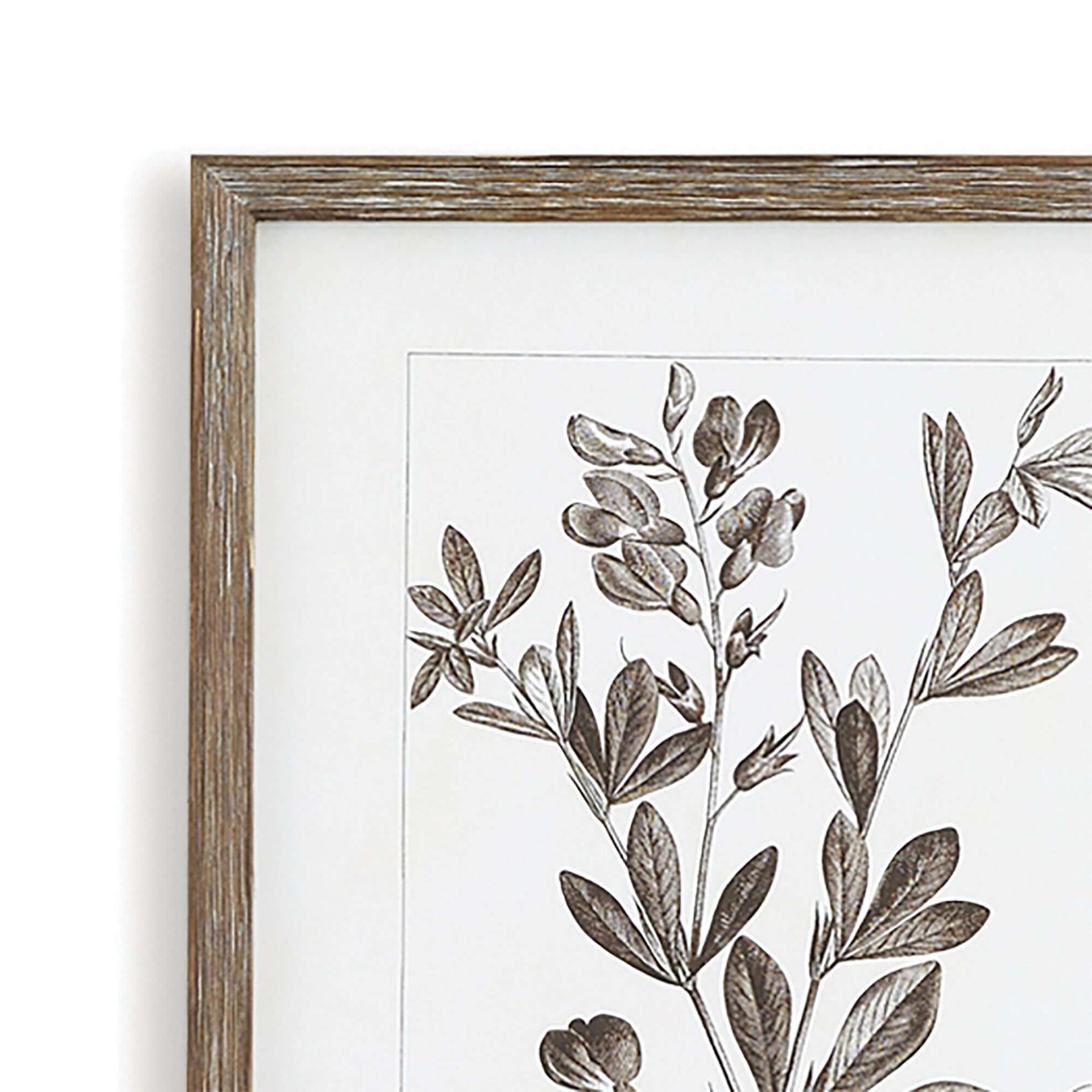 Rustic Botanical Sepia Wall Art Prints (Set of 9)