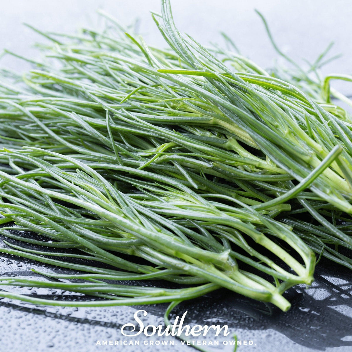 Saltwort – 50 Seeds