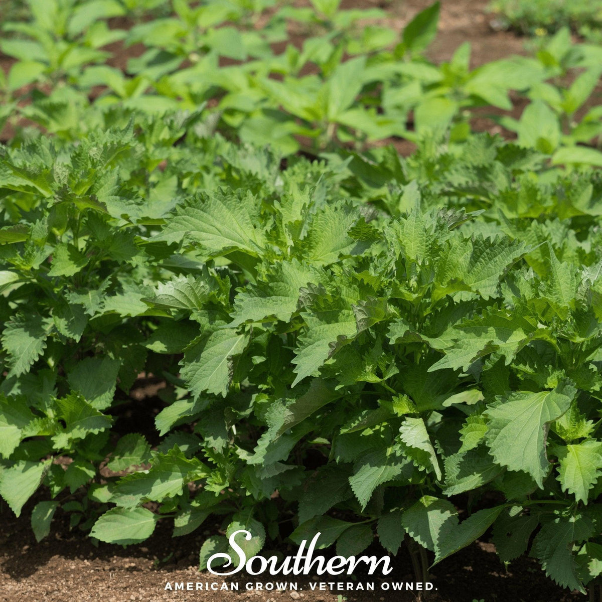 Green Shiso – 200 Seeds
