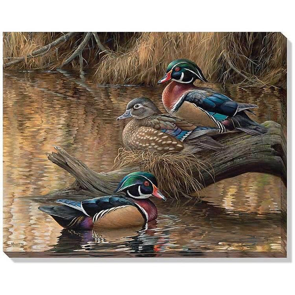 Sitting Pretty Wood Ducks Wrapped Canvas - Gifts for You 'n Me