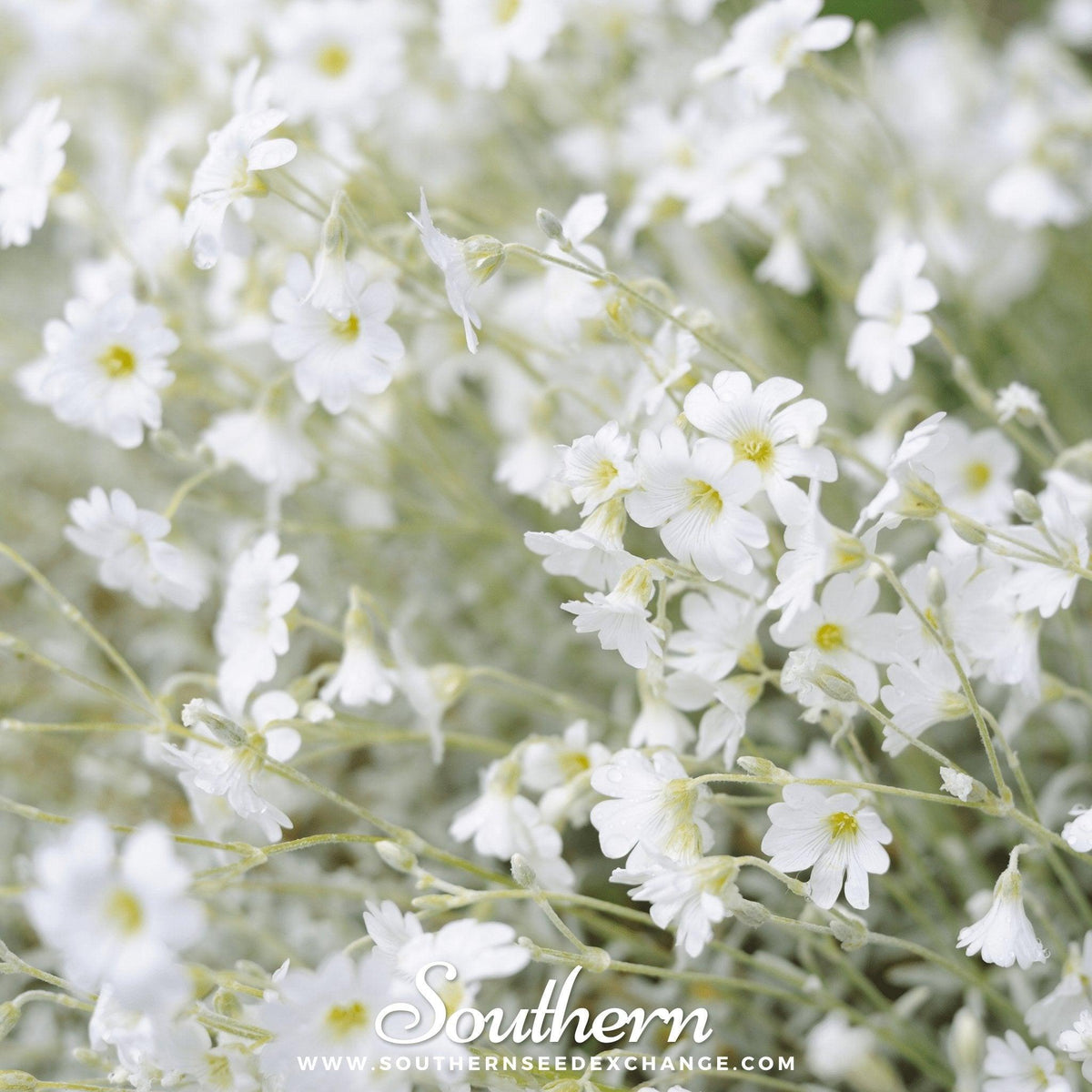 Snow in Summer Chickweed – 100 Seeds