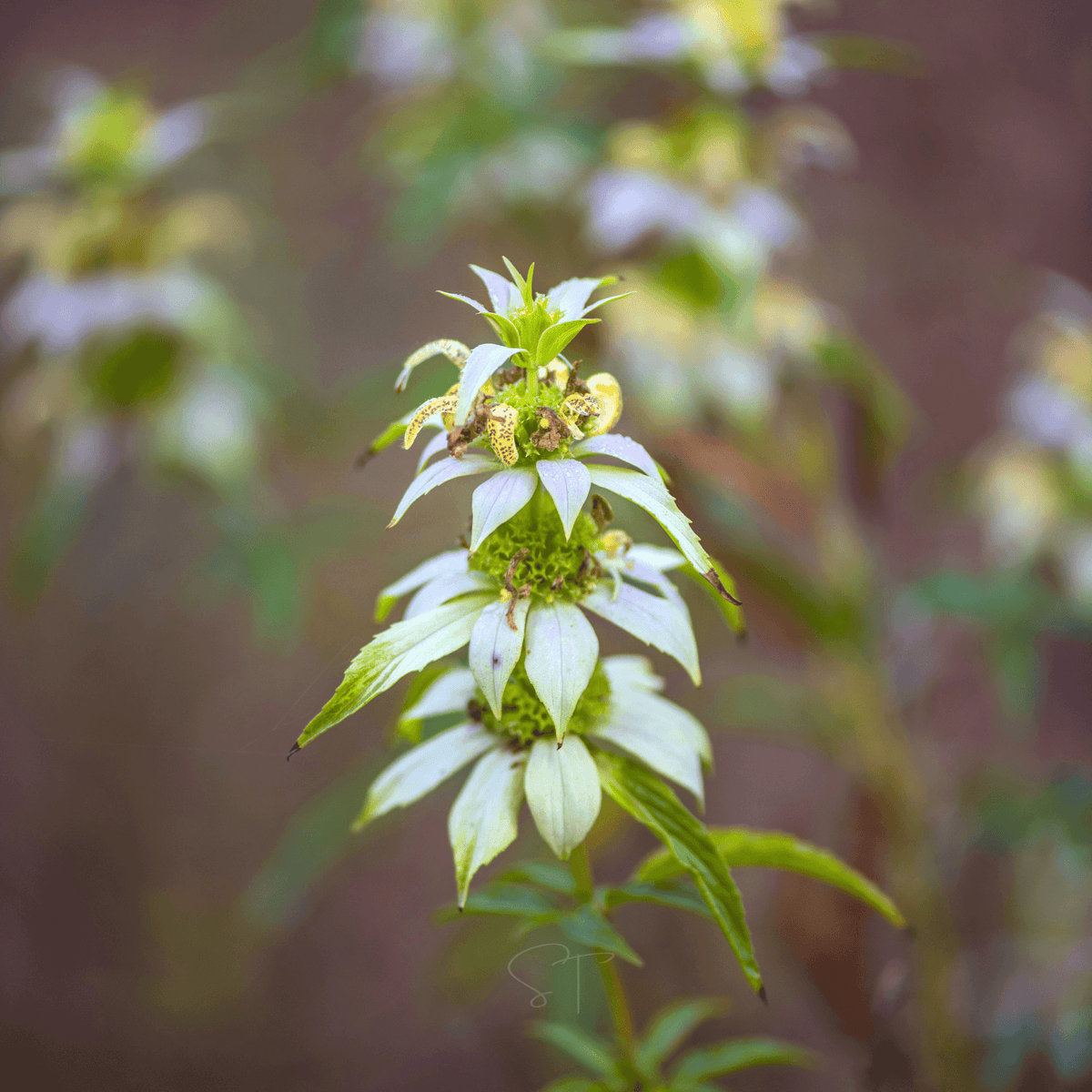 Spotted Bee Balm (Horsemint) – 50 Seeds