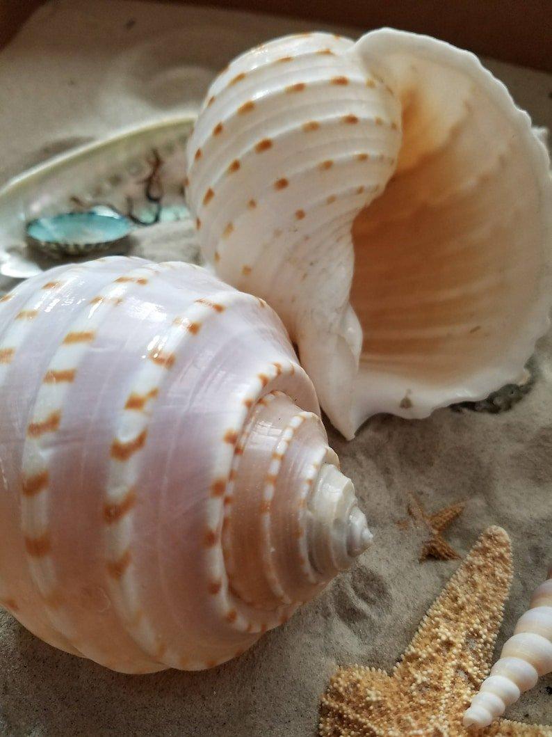 Spotted Tonna Shells (Tonna Tesselata)