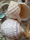 Spotted Tonna Shells (Tonna Tesselata) - 2-3" / Single Shell
