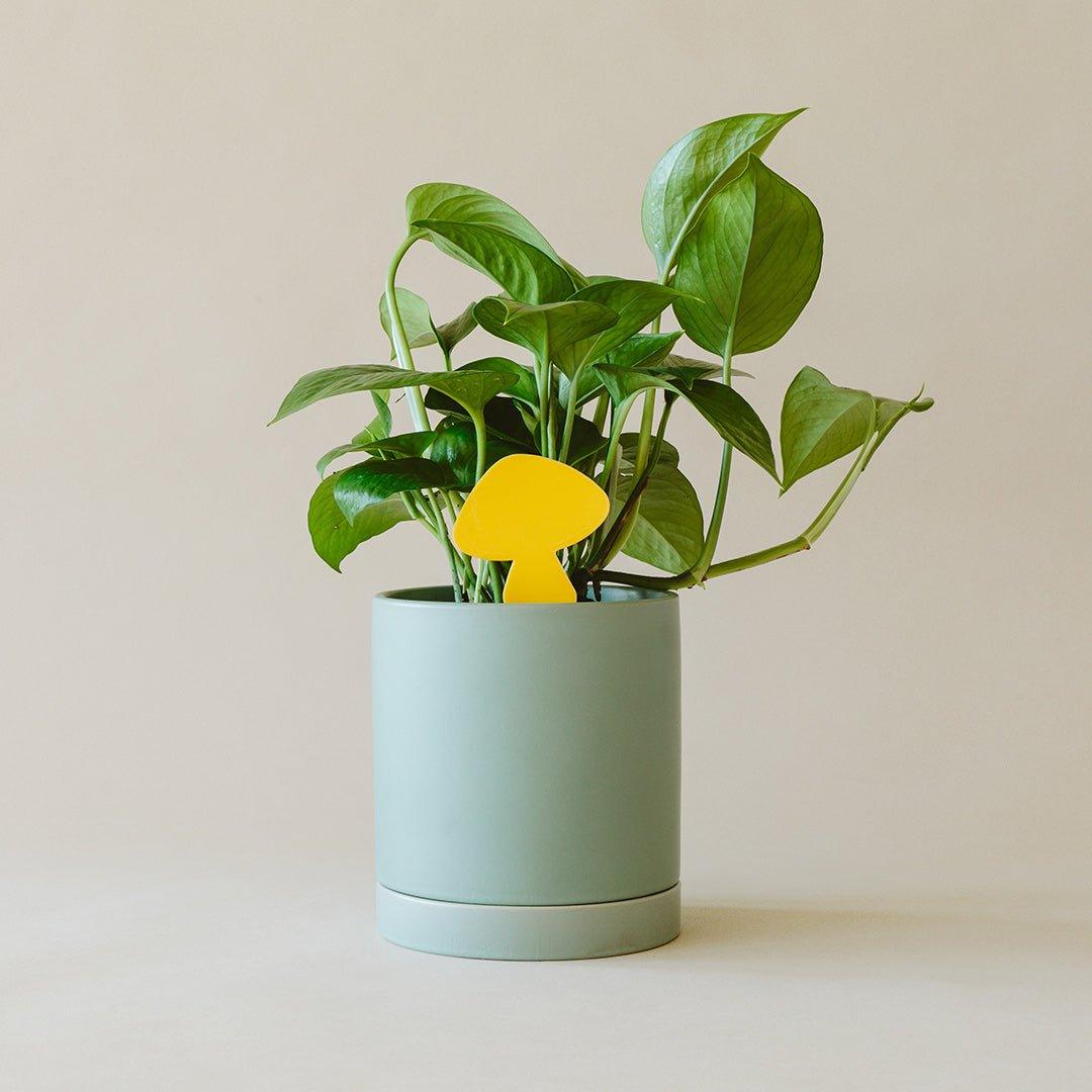 Sticky Traps for Plant Pests | Chemical-Free Pest Control | House Plant Shop