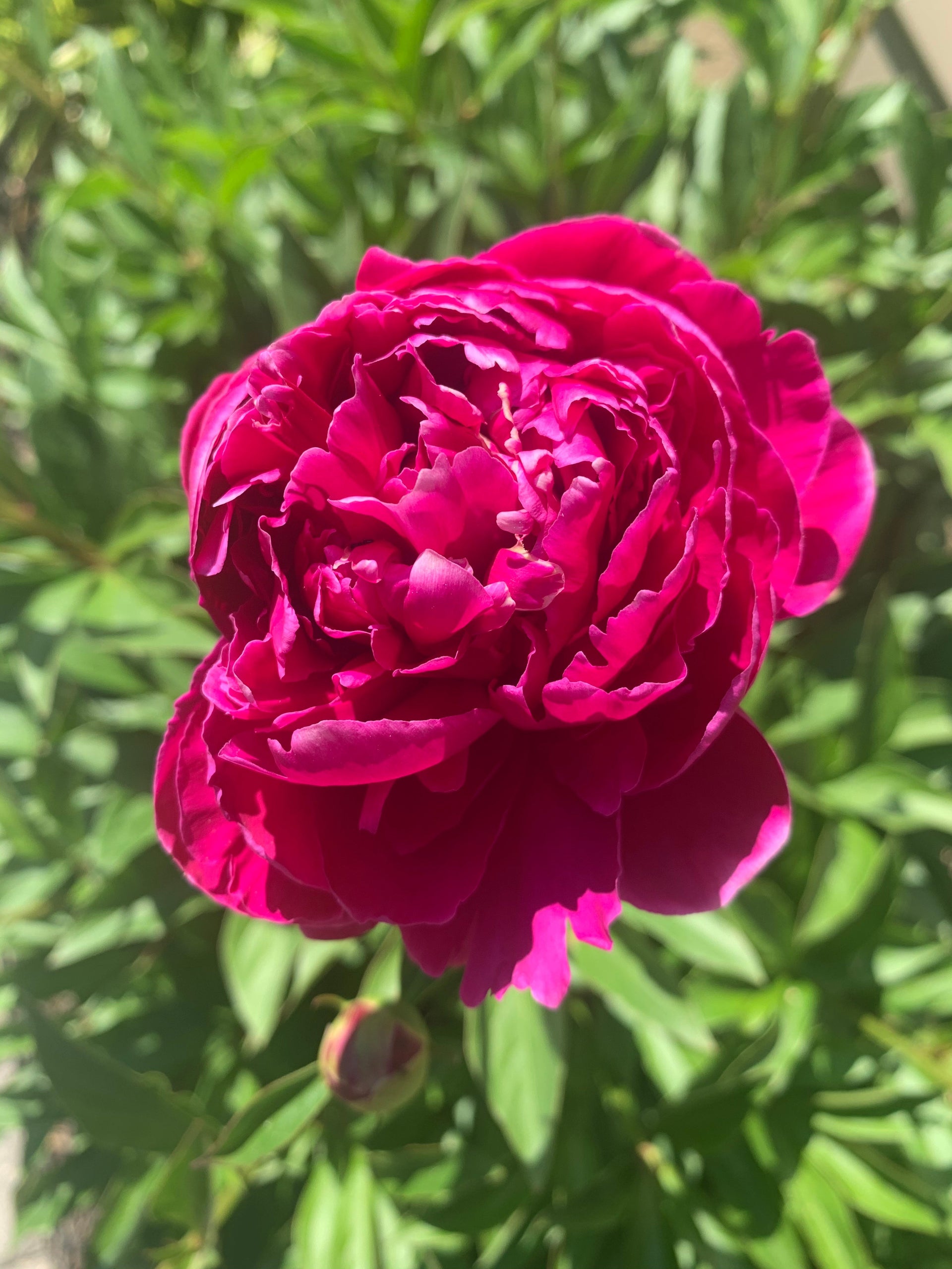 Pink Peonies