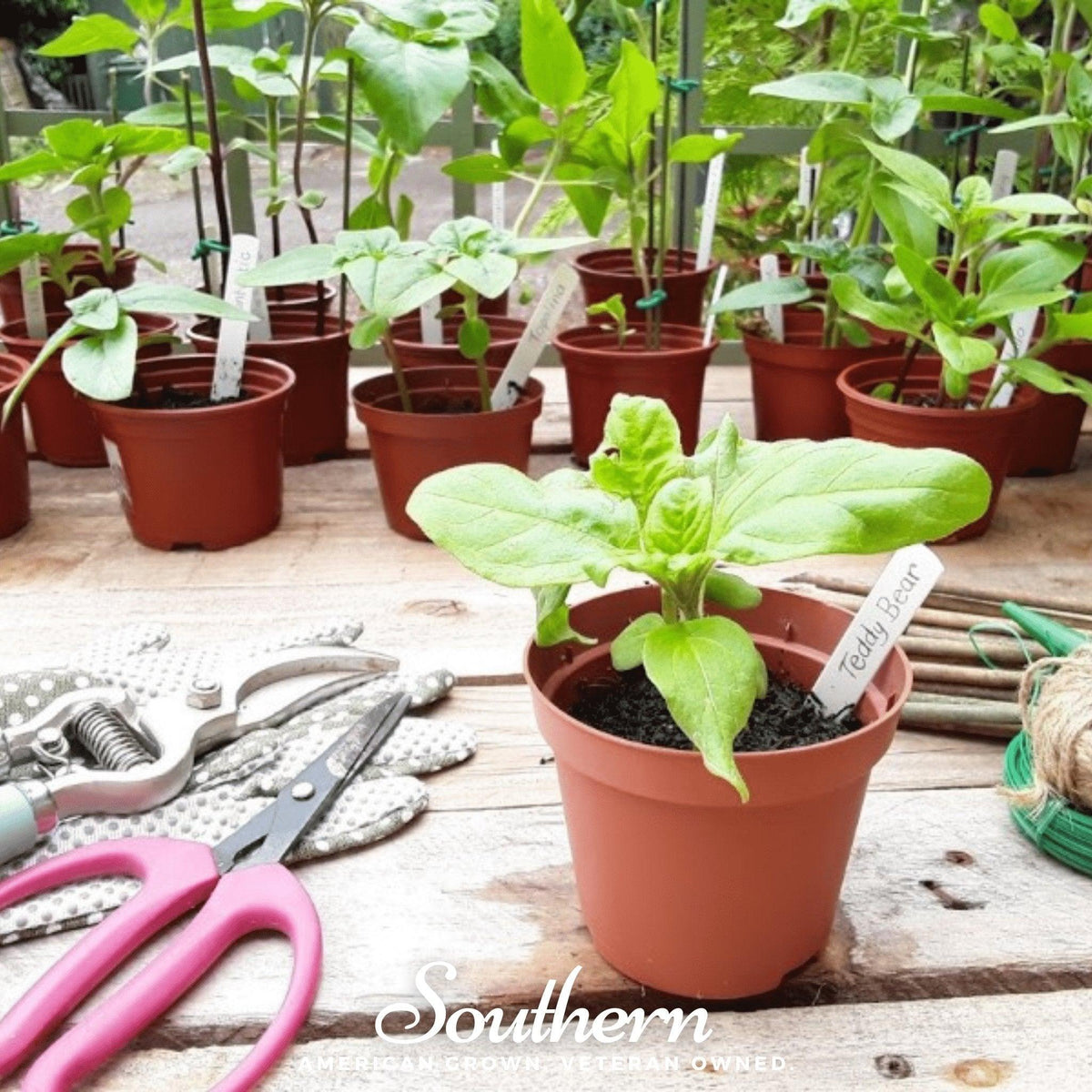 Teddy Bear Dwarf Sunflower – 25 Seeds