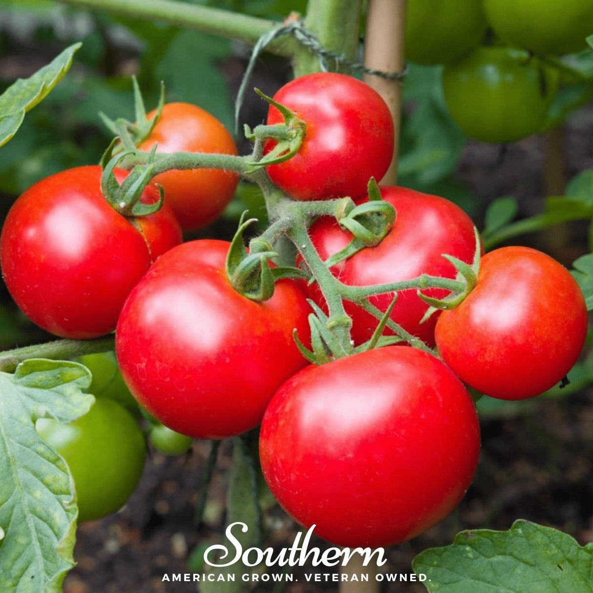 Moneymaker Tomato – 50 Seeds