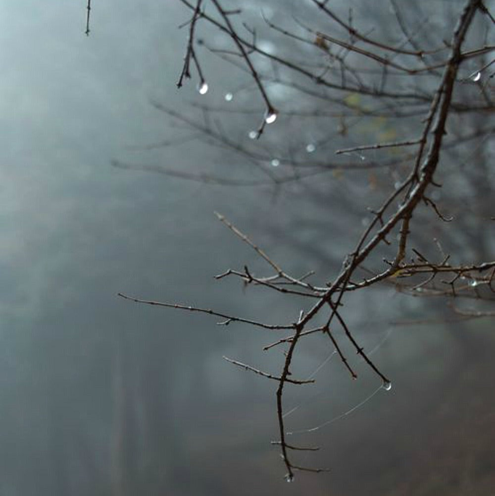 Twilight Woods