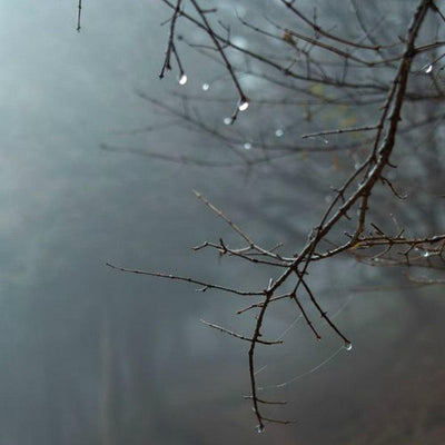 Twilight Woods
