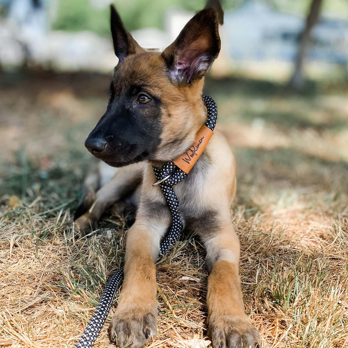 Ultra Reflective 7' Dog Slip Leash