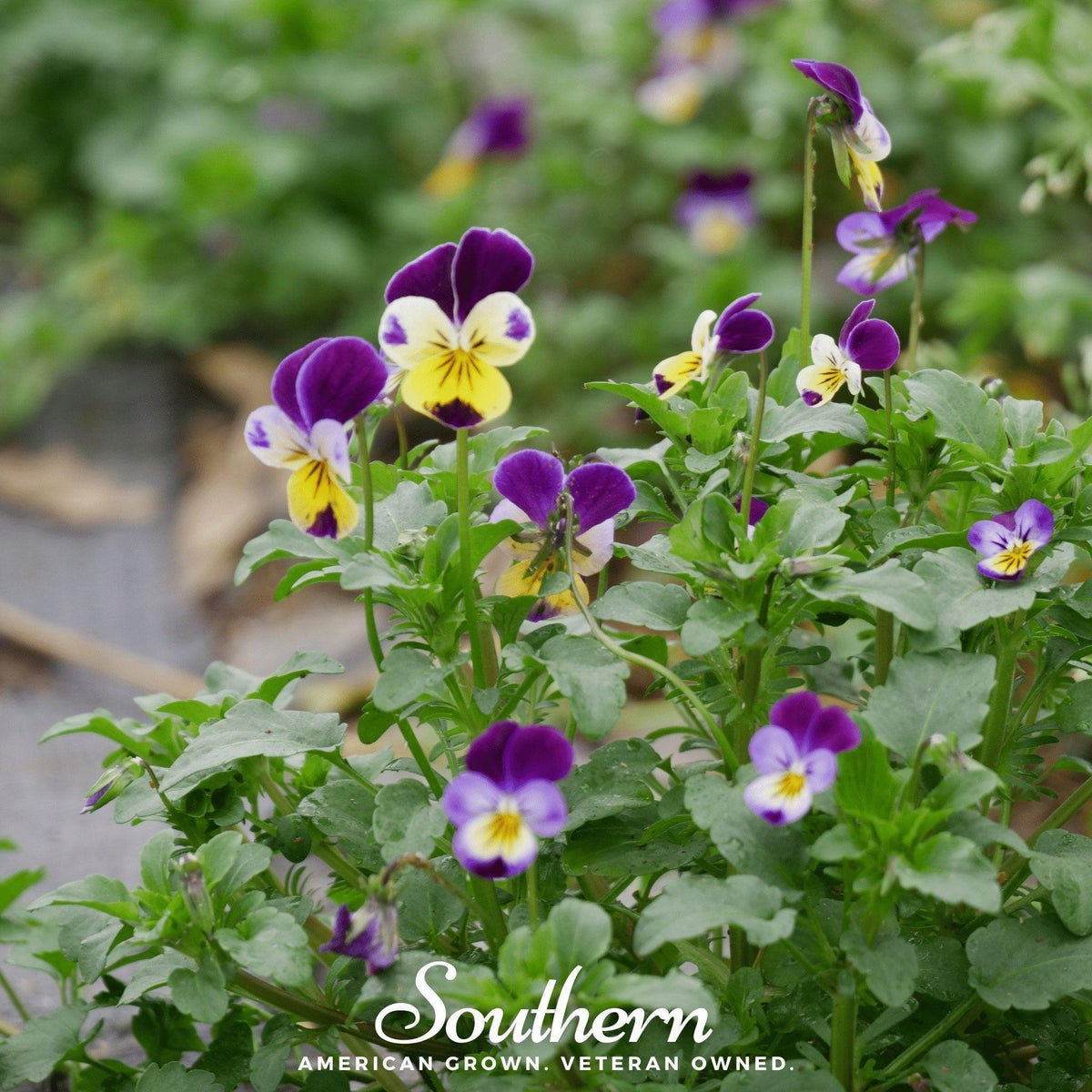 Johnny Jump Up Viola – 200 Seeds