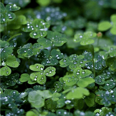 Four-Leaf Clover