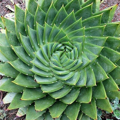 Watercress & Aloe